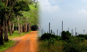 කිලිනොච්චි - මුලතිව් වන විනාශය ගැන අනාවරණයක්..... එකම පිරිසකගේ වැඩක්...(විඩියෝ)