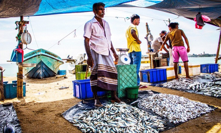 මාළු ගන්න ගාල්ල ධීවර වරායෙන් වැඩපිළිවෙළක්