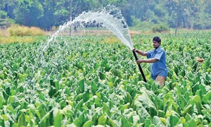 කෘෂි බෝග අපනයනය ඉහළ නැංවීමට පියවර