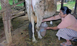 දිනකට දියර කිරි ලීටර් ලක්ෂයක් ලබා ගැනීමේ ව්‍යාපෘතියක්