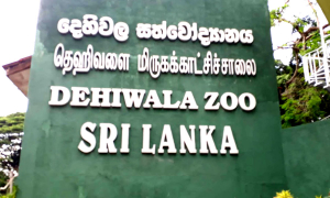 නොමිලයේ සත්තු  බලමුද ?