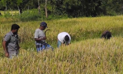 වී නිෂ්පාදනයේ වාර්තාගත ඉහළ යාමක්