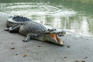 මැණික් ගඟේ සැඟවුනු අනතුර