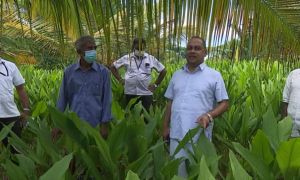 කාබනික පොහොර යොදා කළ සාර්ථක කහ වගාව