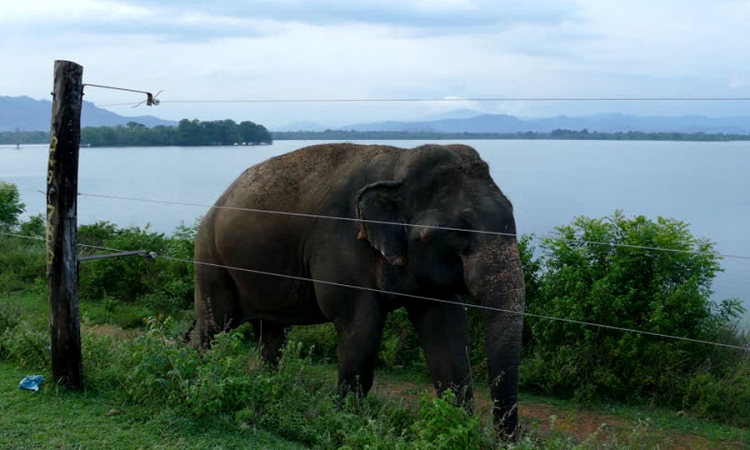 වන අලි කොටු කිරිමට දිර්ග විදුලි වැටක්