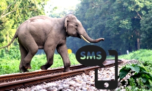 අලි මරණ වළක්වන්න SMS එකක්