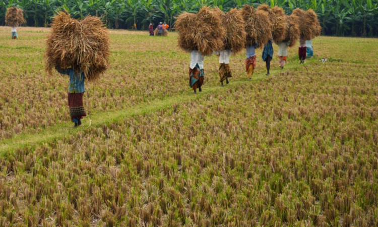 යල කන්නයේ වී අස්වනු නෙලීම ඇරඹේ...