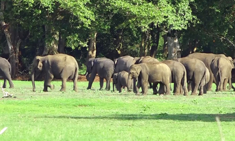 මින්නේරිය ජාතික වනෝද්‍යානයේ වන අලි රංචු පිටින්...(වීඩියෝ)