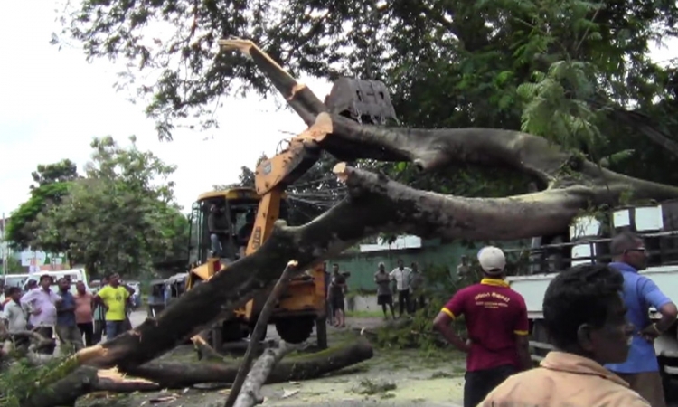 ගසක් කඩා වැටී නිවාස 10,000කට විදුලිය නැති වෙයි