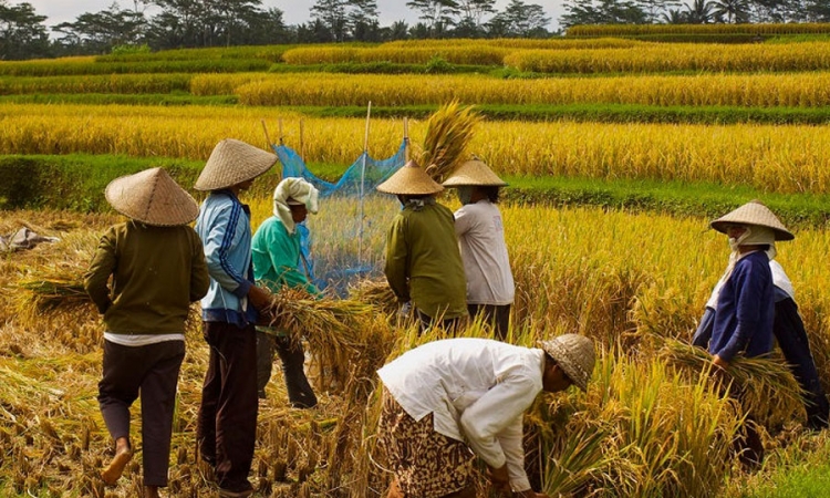 උතුරු පළාතේ ගොවීන්ගෙන් වී මිලදී ගැනීම සාර්ථකයි (වීඩියෝ)