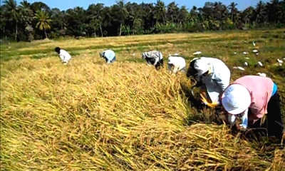 ඉදිරි දින කිහිපයේ සහල් මිල පහළට