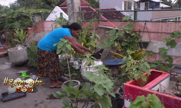 වගා කටයුතුවල යොමුවීමට ජනතාවගේ දැඩි උනන්දුවක්...(වීඩියෝ)