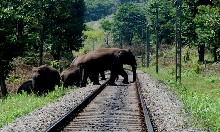 කෝච්චියෙන් අලි බේරන වාර්තාව ඇමතිට