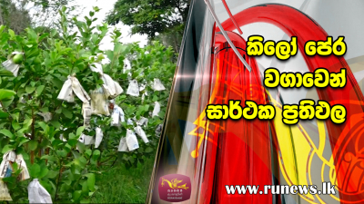 කිලෝ පේර වගාවෙන් සාර්ථක ප්‍රතිඵල....(වීඩියෝ)