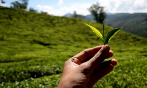 වතුකම්කරුවන් හෙට උද්ඝෝෂන සුදානමක