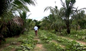 ගලේවෙල ගම්මානයට අලි කරදරයක්