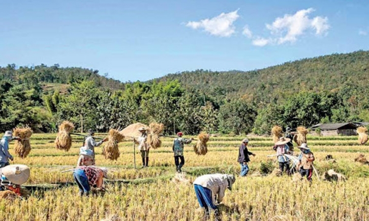 වී අලෙවි මණ්ඩලය මිලදී ගත් වී තොග සහල් කර සතොස මගින් බෙදා හැරීමට තීරණය කෙරේ (වීඩියෝ)