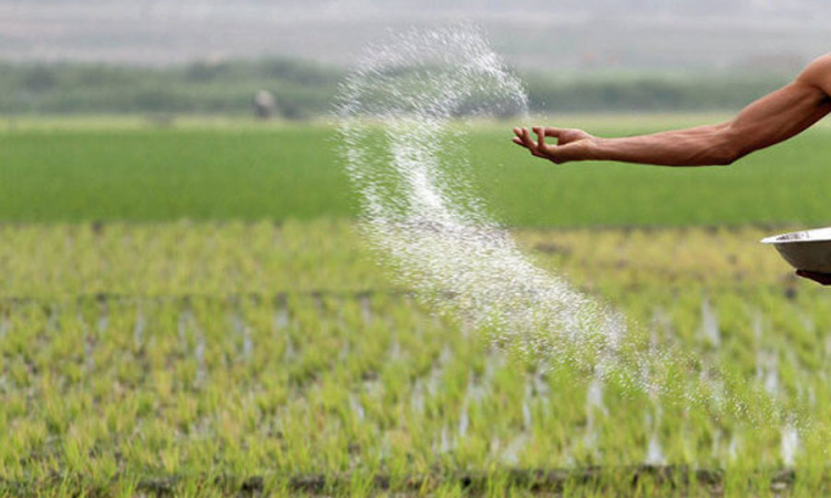 බීජ වී ගොවීන්ට ලබාදීමට රසායනික පොහොර මෙට්‍රික් ටොන් 2,202ක් නිකුත් කෙරේ...