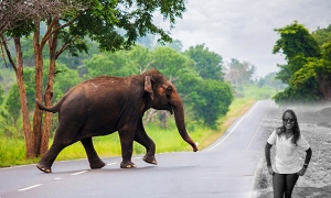 යාපනය සරසවියේ කථිකාචාර්යවරියක් වන අලි ප්‍රහාරයක් නිසා ජීවිතයට සමුදේ