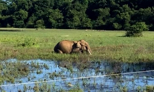 උඩවලව ඇතෙකු වෙඩි තබා ඝාතනය කෙරේ